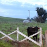 Photo 7 for Petaluma Victorian Ranch