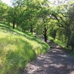 Photo 10 for Sacramento River Bend