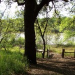 Photo 29 for Sacramento River Bend