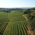 Photo 1 for Apple Hill Vineyard
