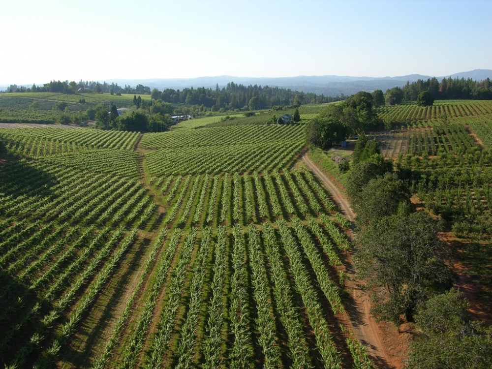 apple hill vineyards