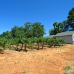 Photo 8 for Apple Hill Vineyard