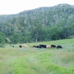 Photo 41 for Rancho Cortina