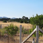 Photo 13 for Winters, Ca Ranchette with Olive Orchard on 20 acres