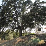Photo 18 for Winters, Ca Ranchette with Olive Orchard on 20 acres
