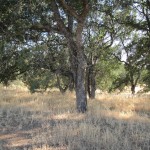 Photo 19 for Winters, Ca Ranchette with Olive Orchard on 20 acres