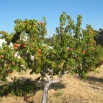 Photo 21 for Winters, Ca Ranchette with Olive Orchard on 20 acres