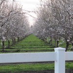 Photo 35 for California Almond Ranch - Home & Orchard