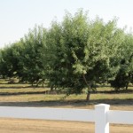 Photo 36 for California Almond Ranch - Home & Orchard
