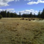 Photo 6 for Widow Valley