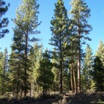 Photo 14 for Scotts Pine Lands - B, C, & D
