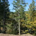 Photo 8 for Pine Cone Retreat