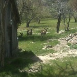 Photo 12 for Little Sierra Valley Ranch West