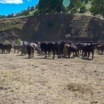 Photo 7 for Crook Ranch