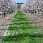 Photo 27 for Winters IMMACULATE Country Estate with Almond Orchard