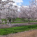 Photo 26 for Winters IMMACULATE Country Estate with Almond Orchard