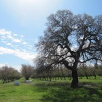 Photo 61 for Winters IMMACULATE Country Estate with Almond Orchard