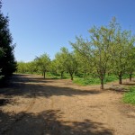 Photo 59 for Winters IMMACULATE Country Estate with Almond Orchard