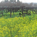 Photo 2 for California Vineyard Estate