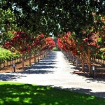 Photo 57 for California Vineyard Estate