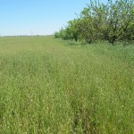 Photo 3 for Yolo County Farm Land