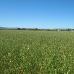 Photo 4 for Yolo County Farm Land