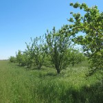 Photo 5 for Yolo County Farm Land