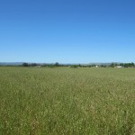 Photo 6 for Yolo County Farm Land