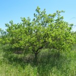 Photo 7 for Yolo County Farm Land