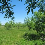 Photo 9 for Yolo County Farm Land