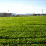 Photo 12 for Yolo County Farm Land