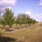 Photo 14 for Yolo County Farm Land