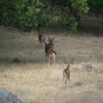 Photo 20 for Sharps Gulch Ranch