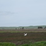 Photo 36 for California Duck Club & Recreational Retreat