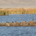 Photo 52 for California Duck Club & Recreational Retreat