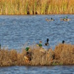 Photo 1 for California Duck Club & Recreational Retreat