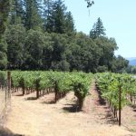 Photo 8 for Silverado Trail Vineyard