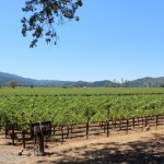 Photo 1 for Silverado Trail Vineyard