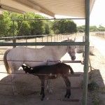 Photo 3 for Leona Valley Equestrian Center