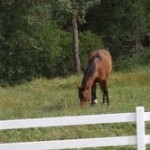 Photo 9 for South County Horse Property