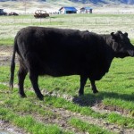 Photo 15 for Elk Creek Cattle Ranch