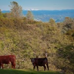 Photo 6 for El Tee Ranch - 260 Acres