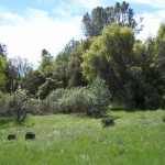 Photo 10 for El Tee Ranch - South 60 Acres