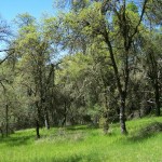 Photo 14 for 5 Acres Near Placerville