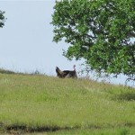 Photo 15 for Spectacular Views - North Vacaville Country Home