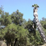 Photo 10 for Ojai Overlook