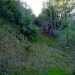 Photo 1 for Spanish Flat Woodlands Vacant Lot #41