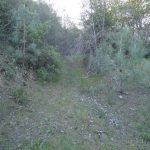 Photo 4 for Spanish Flat Woodlands Vacant Lot #41