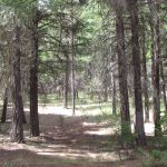 Photo 17 for 80 acres on Potato Creek - Hayfork, CA