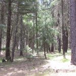 Photo 19 for 80 acres on Potato Creek - Hayfork, CA